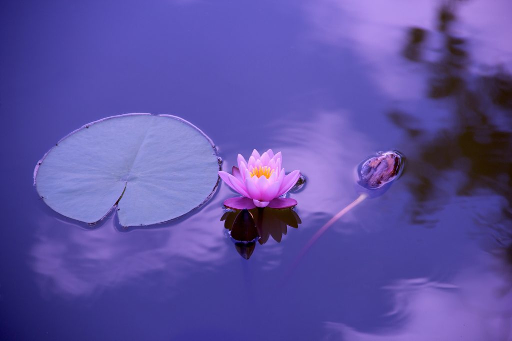Lotus-floating-Services-The-Beauty-of-Now